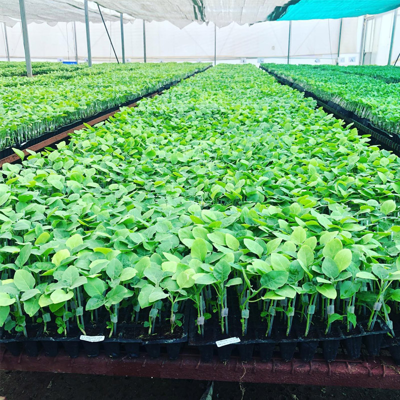 Vegetable Grafting Plants Nursery